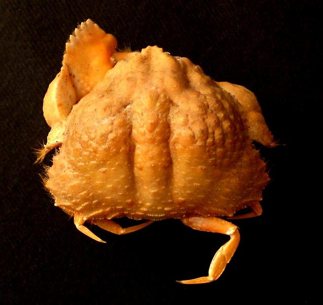 Calappa tuberculata (Fabricius 1793).jpg